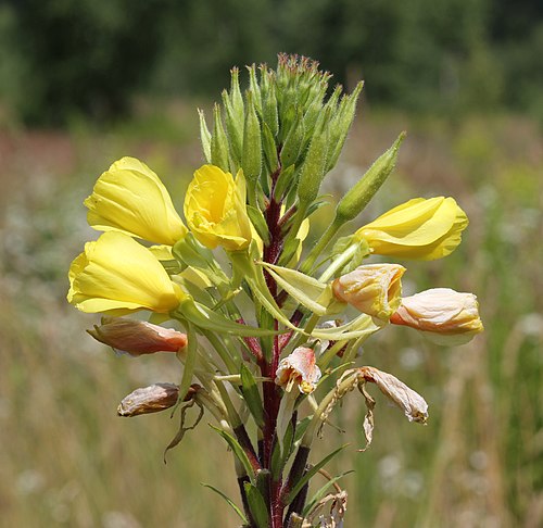 Fresh Evening Primrose