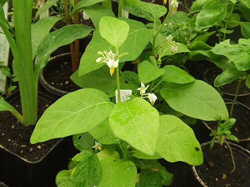 Fresh Ethiopian eggplant
