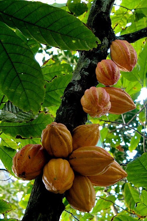 Fresh Cacao