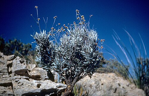 Fresh Guayule