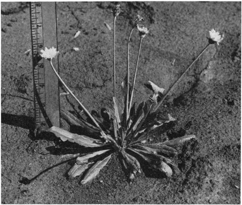 Fresh Rubber dandelion