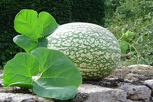 Fresh Fig-leaf gourd (Chilacayote)