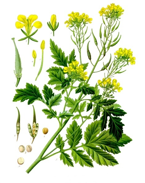 Fresh White mustard