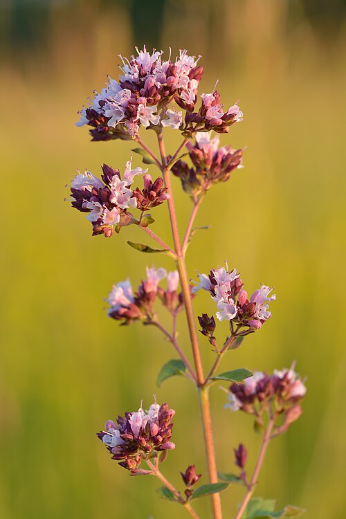 Fresh Oregano