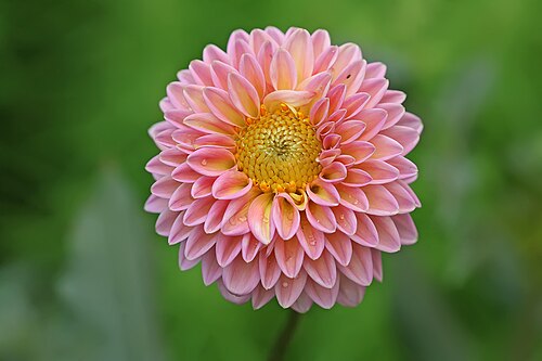 Fresh Dahlia