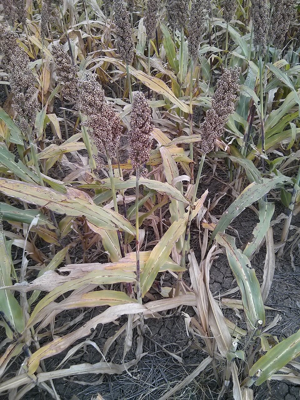 Fresh Sorghum
