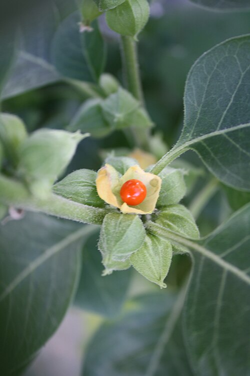 Fresh Ashwagandha