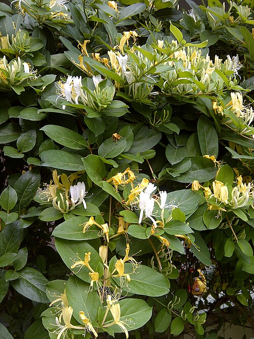 Fresh Japanese Honeysuckle