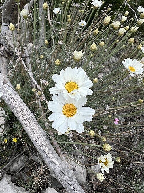 Fresh Pyrethrum
