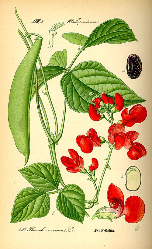 Fresh Runner bean