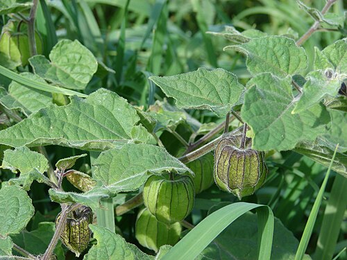 Fresh Ground cherry
