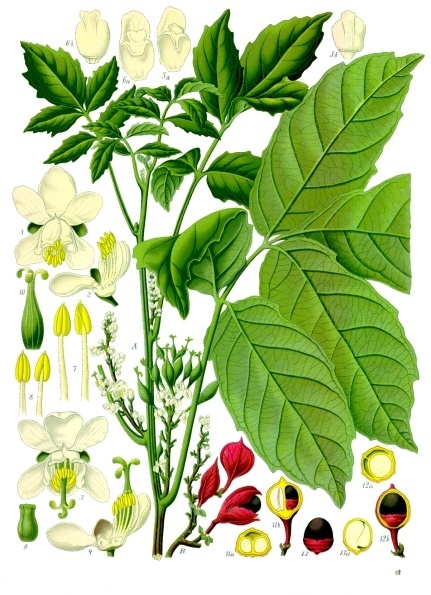 Fresh Guarana
