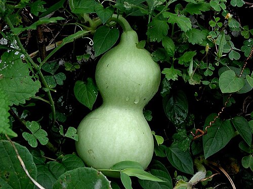 Fresh Bottle gourd