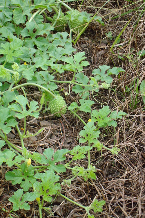 Fresh West Indian gherkin