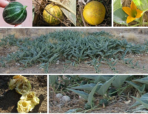 Fresh Buffalo gourd