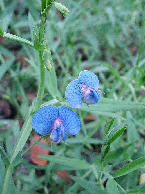 Fresh Grass pea