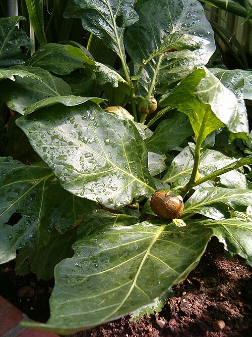 Fresh Gboma eggplant