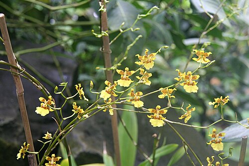 Fresh Dancing lady orchid
