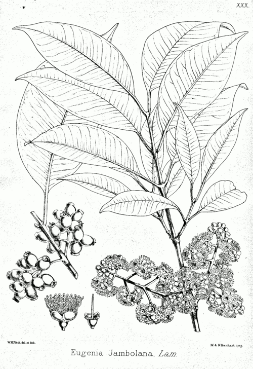 Fresh Java plum