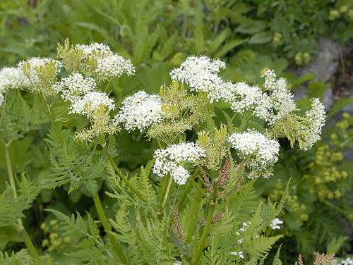 Fresh Sweet cicely