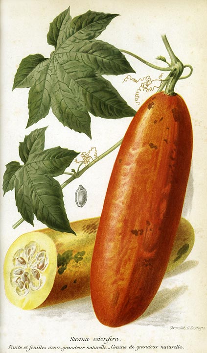 Fresh Cassabanana