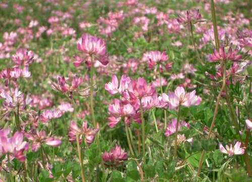 Fresh Chinese milk vetch