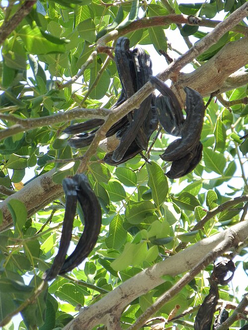 Fresh Carob