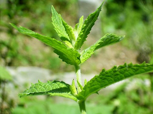 Fresh Spearmint