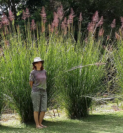Fresh Vetiver