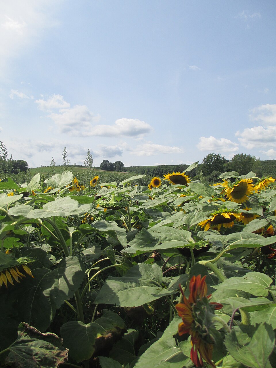Fresh Sunflower