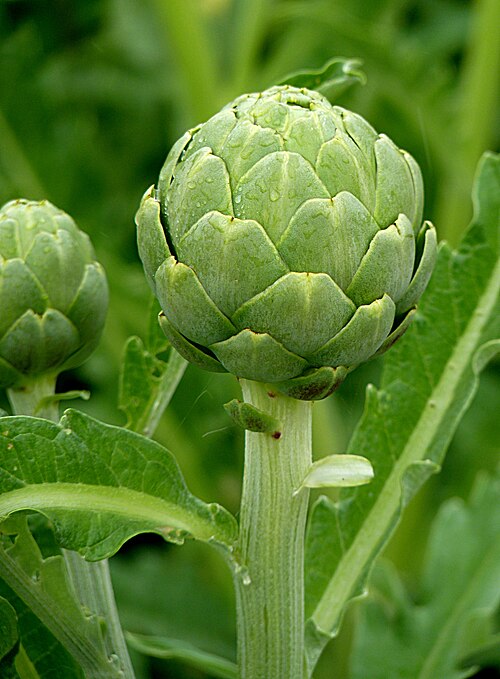 Fresh Globe artichoke