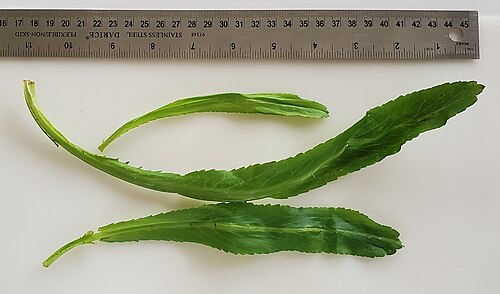 Fresh Culantro