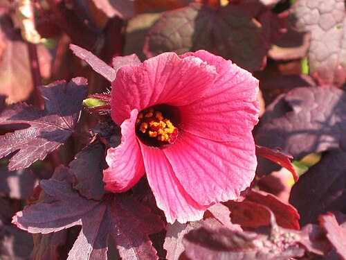 Fresh Cranberry hibiscus