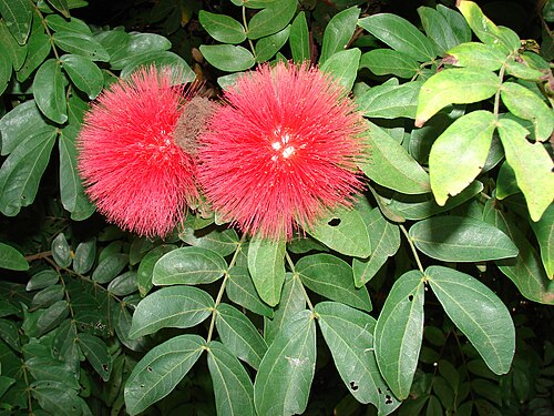Fresh Calliandra