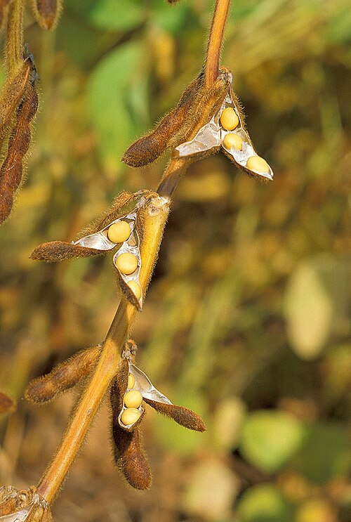 Fresh Soybean