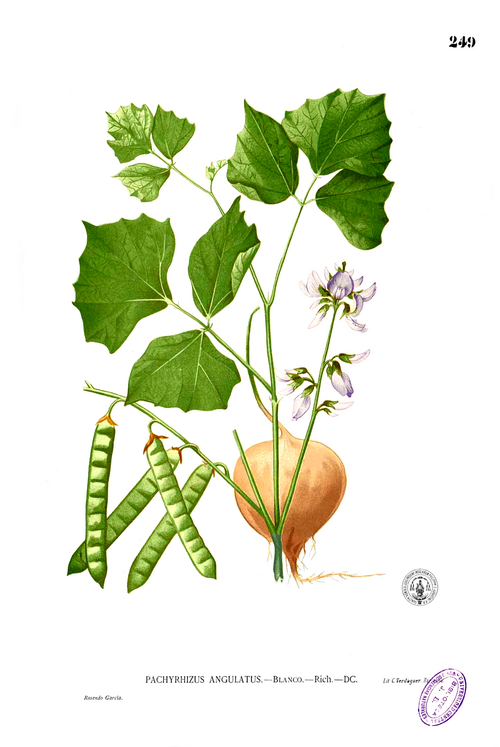 Fresh Jicama