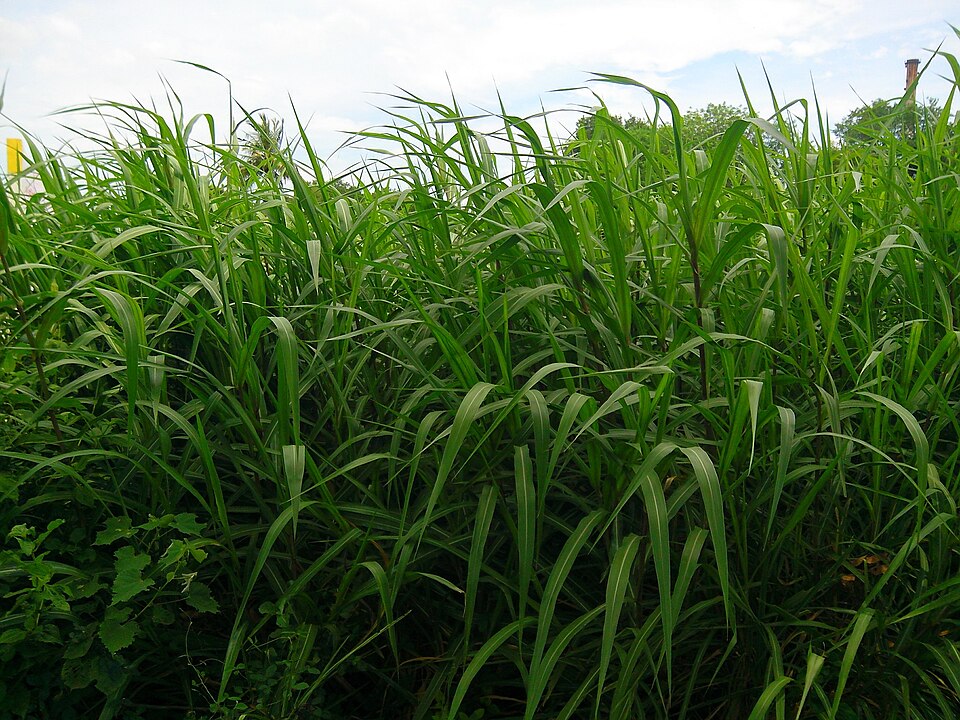 Fresh Sugarcane