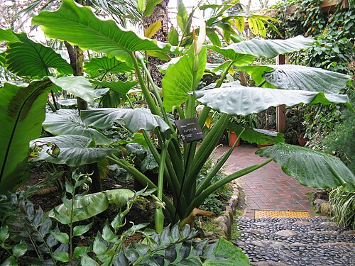 Fresh Giant taro