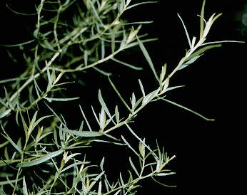 Fresh Tarragon