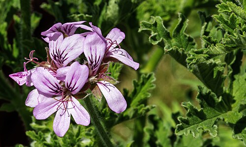 Fresh Rose Geranium