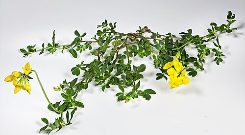 Fresh Birdsfoot trefoil