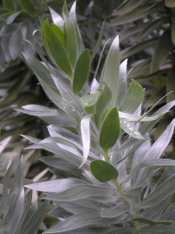 Fresh Leucadendron