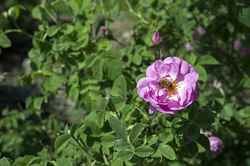 Fresh Damask rose
