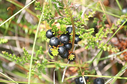 Fresh Crowberry