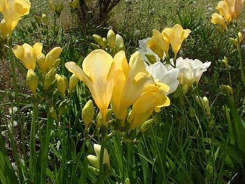 Fresh Freesia