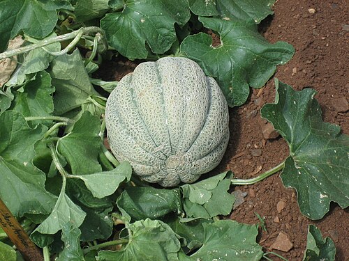 Fresh Melon (Cantaloupe)