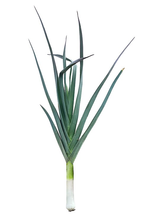 Fresh Leek