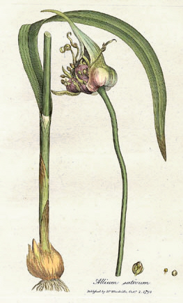 Fresh Garlic