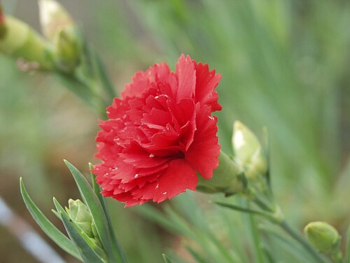 Fresh Carnation