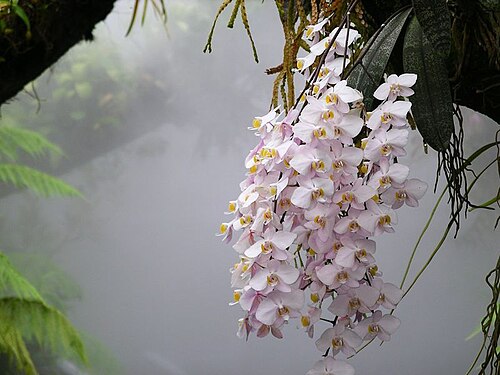 Fresh Moth orchid